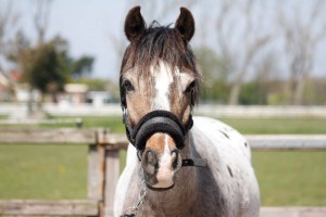 willempie (1)